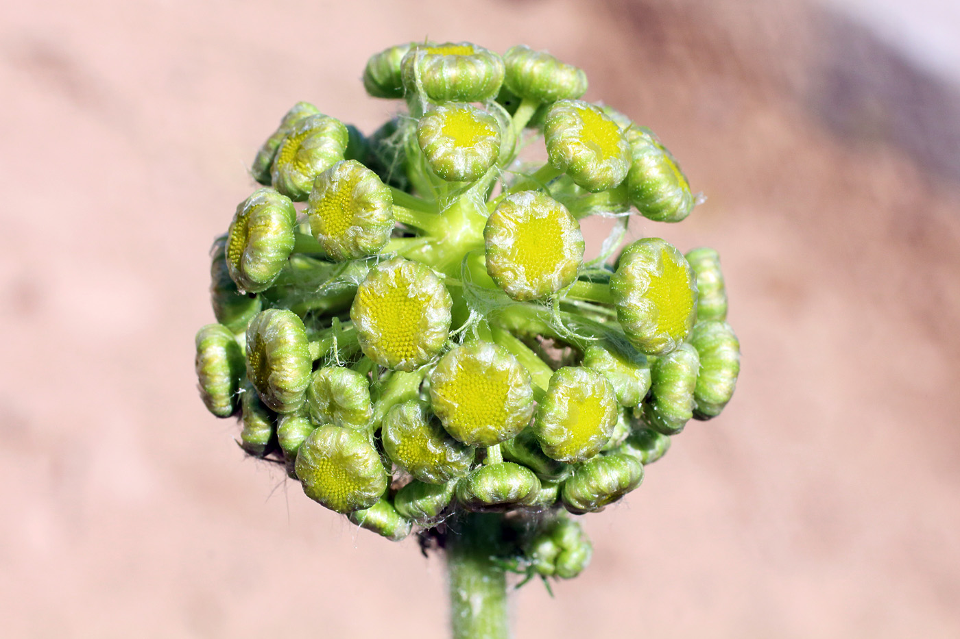 Image of Pseudohandelia umbellifera specimen.