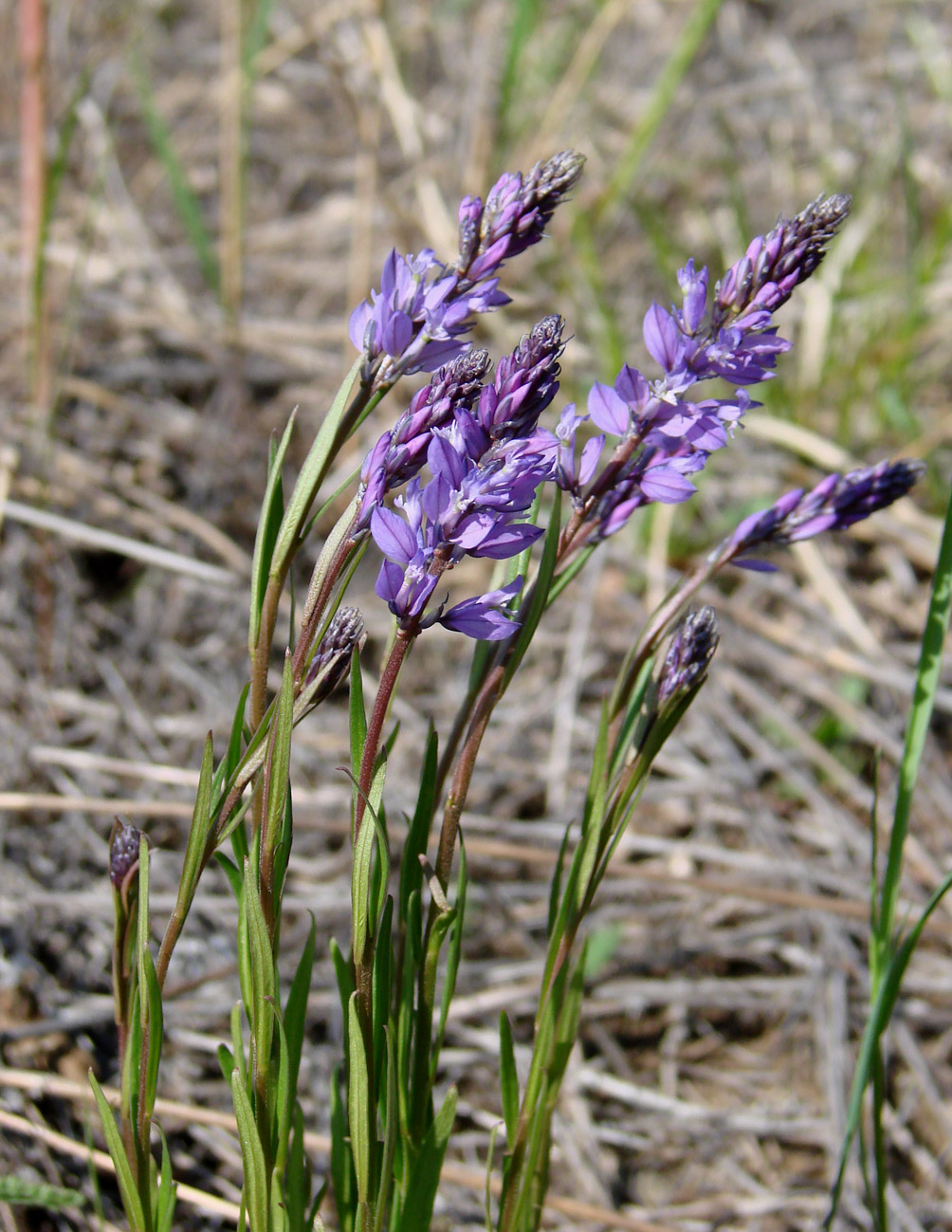 Image of Polygala hybrida specimen.