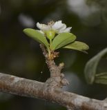 Pyracantha rogersiana. Часть веточки с соцветием. Израиль, Шарон, пос. Кфар Монаш, ботанический сад \"Хават Ганой\". 01.06.2017.