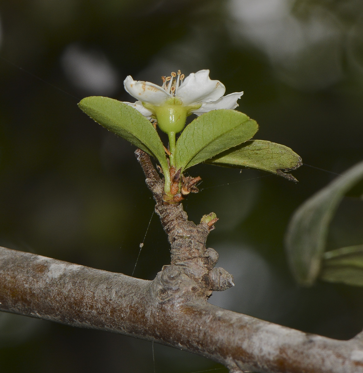 Изображение особи Pyracantha rogersiana.