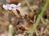 Limonium roridum. Веточка соцветия. Греция, о-в Крит, ном Ханья (Νομός Χανίων), дим Ханья (Δήμος Χανίων), полуостров Акротири (Ακρωτήρι), скалистый берег Эгейского моря. 30 июня 2017 г.