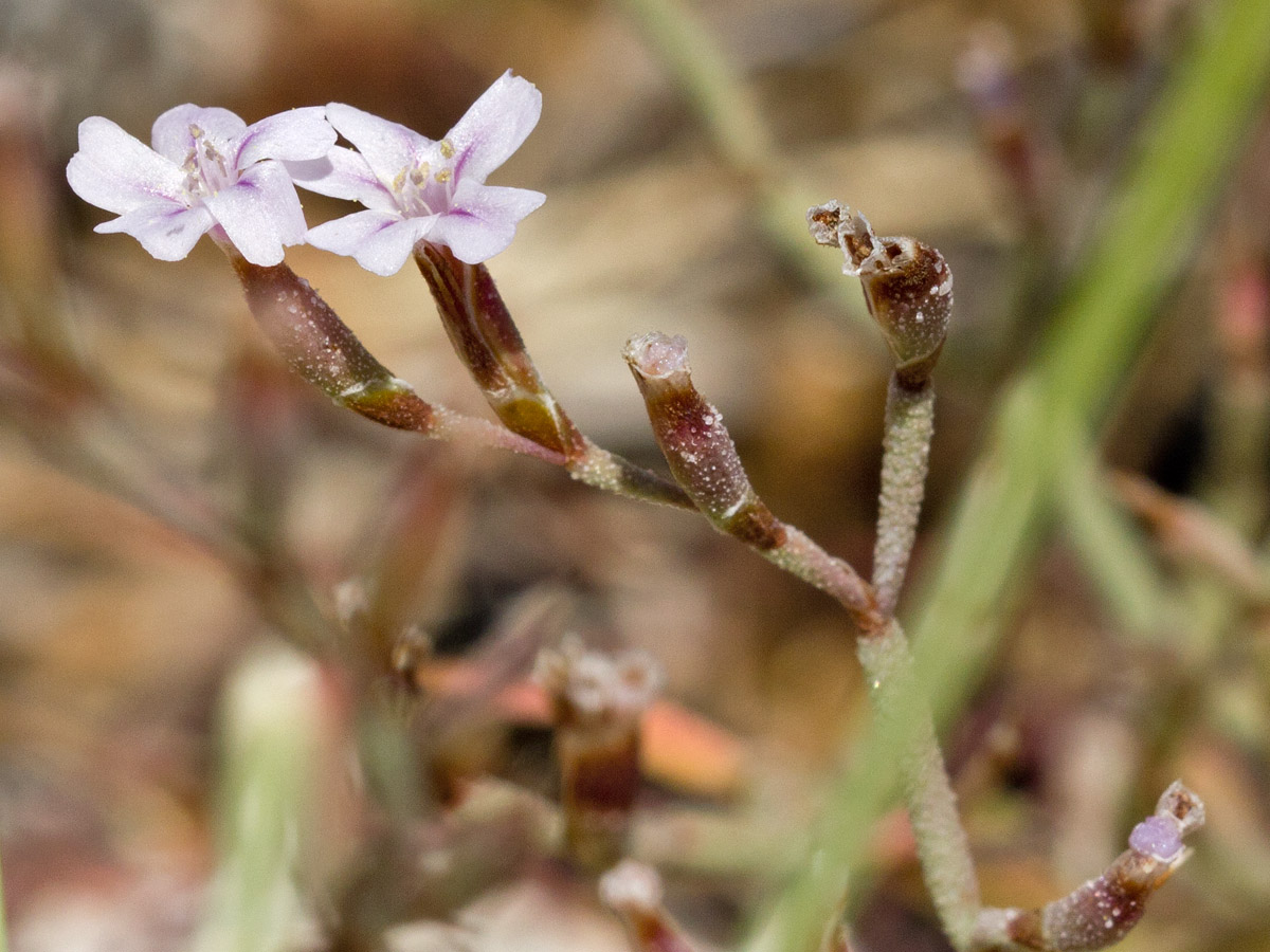 Изображение особи Limonium roridum.