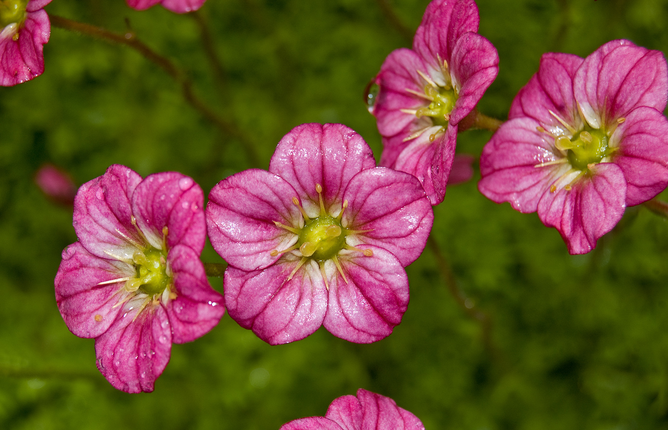 Изображение особи Saxifraga &times; arendsii.