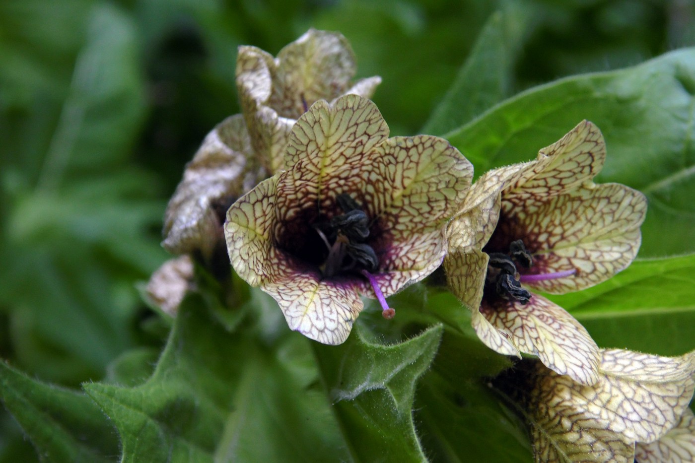 Изображение особи Hyoscyamus niger.