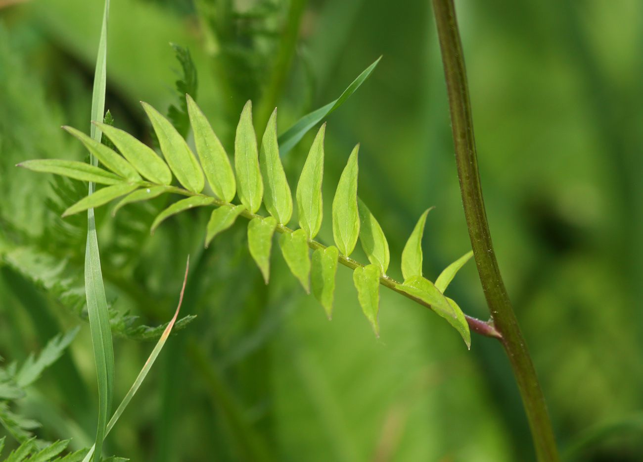 Image of Polemonium caeruleum specimen.