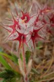 Trifolium stellatum