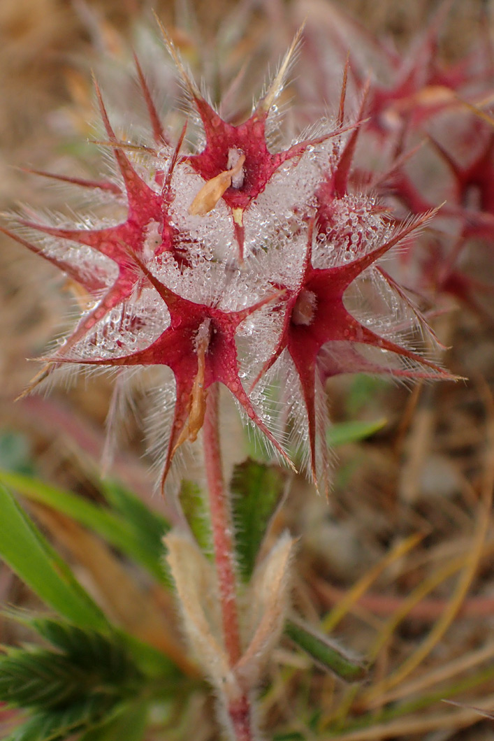 Image of Trifolium stellatum specimen.