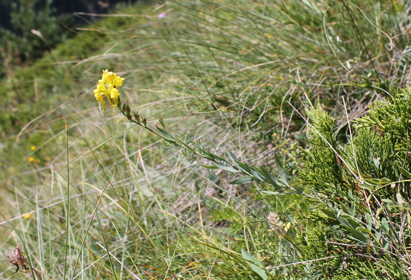 Изображение особи Linaria genistifolia.