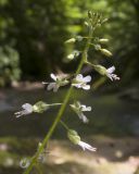 Circaea lutetiana. Верхушка соцветия. Краснодарский край, Абинский р-н, окр. станицы Шапсугская, склон горы Лысая (678), один из правых притоков р. Абин, протекающий в глубоком ущелье, каменистый берег ручья. 30.06.2018.