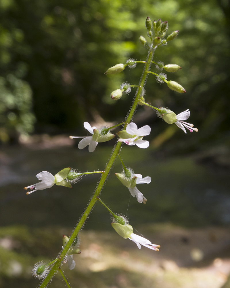 Изображение особи Circaea lutetiana.