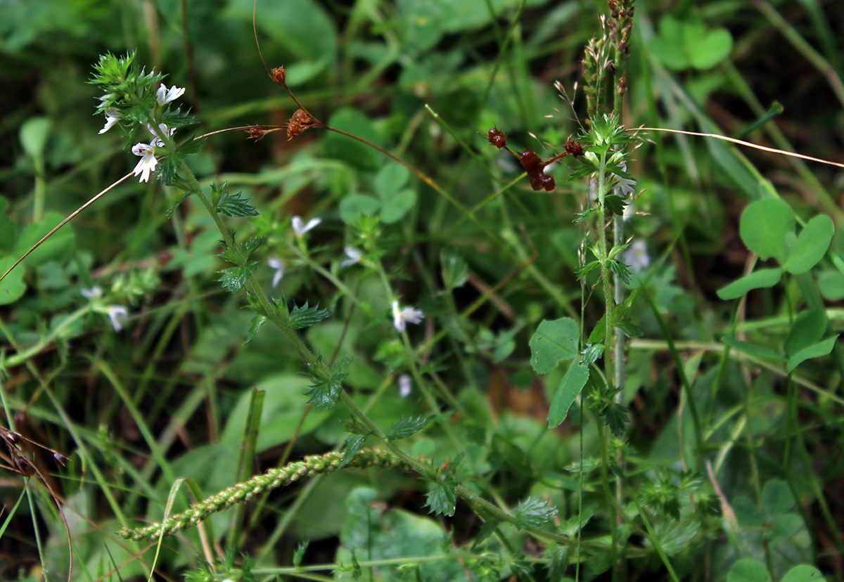 Изображение особи Euphrasia vernalis.