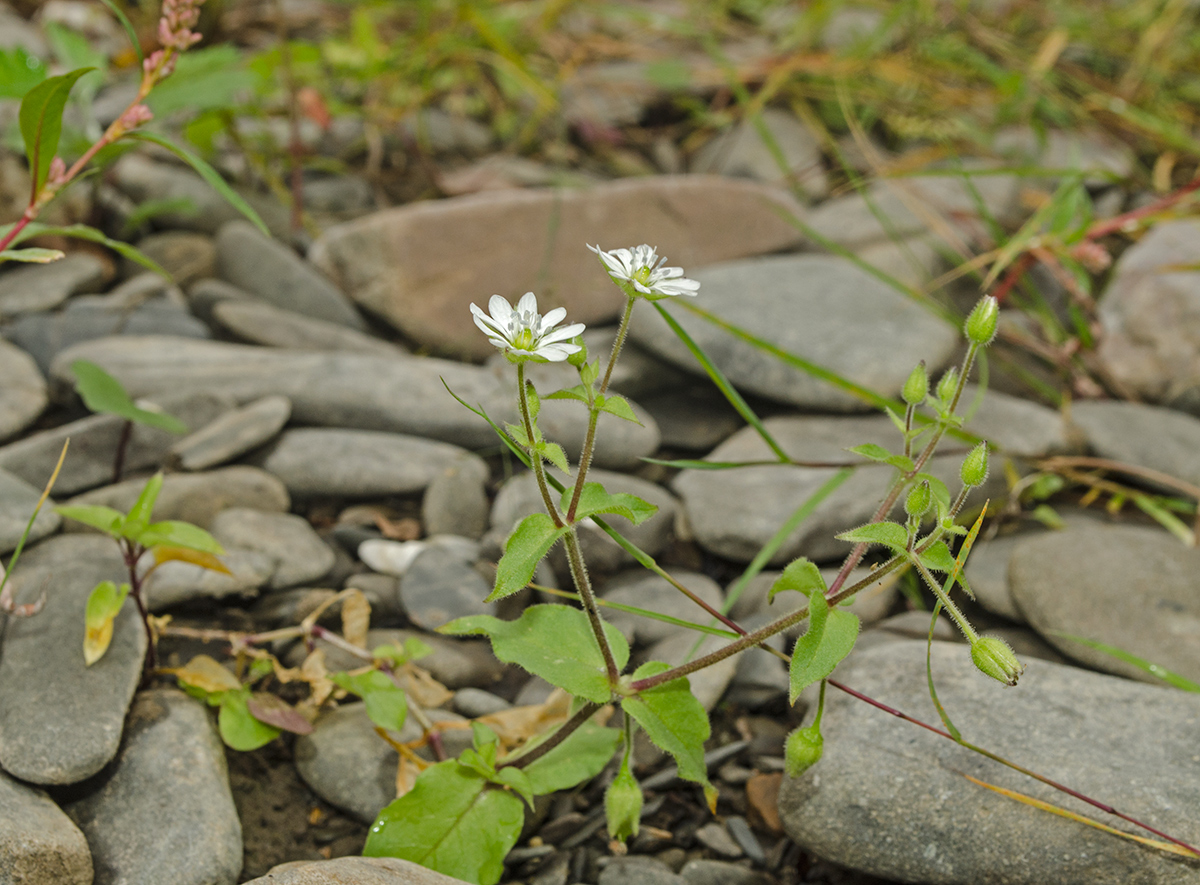 Изображение особи Myosoton aquaticum.