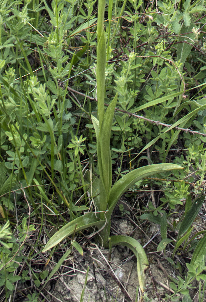 Изображение особи Anacamptis &times; laniccae.