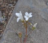 Saxifraga sibirica