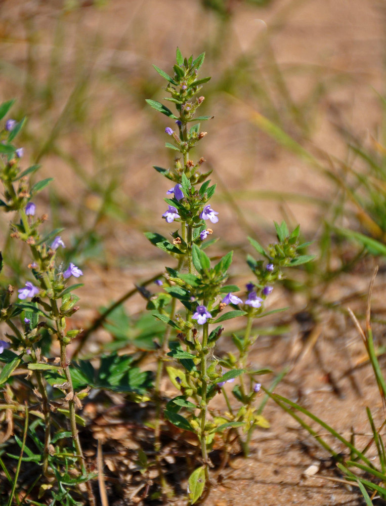 Image of Ziziphora acinos specimen.