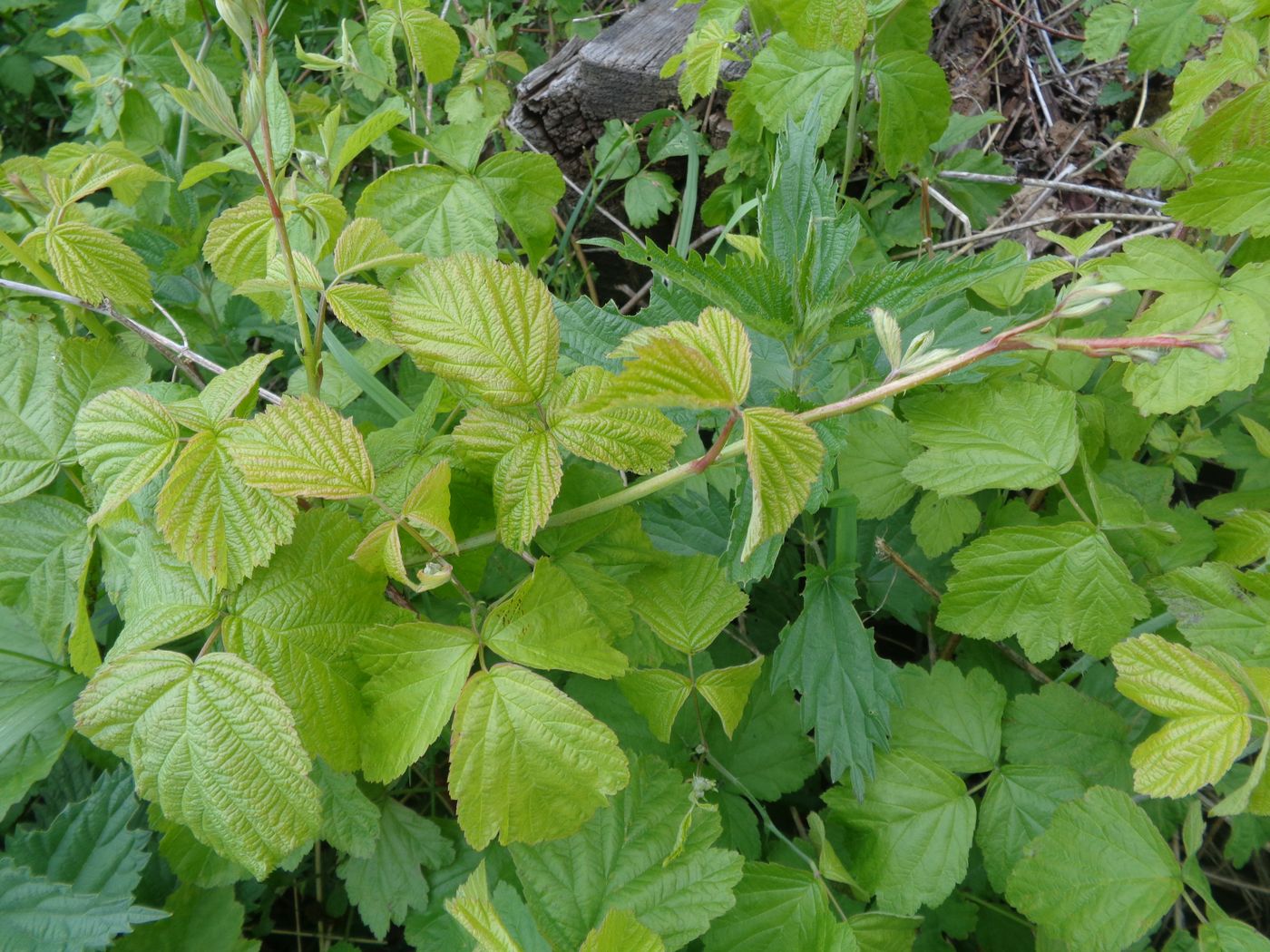 Изображение особи Rubus caesius.