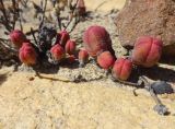 Crassula pyramidalis