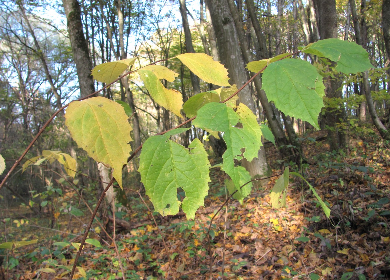 Image of Philadelphus caucasicus specimen.