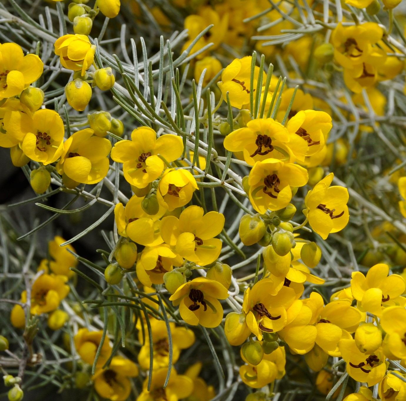 Image of Senna artemisioides specimen.