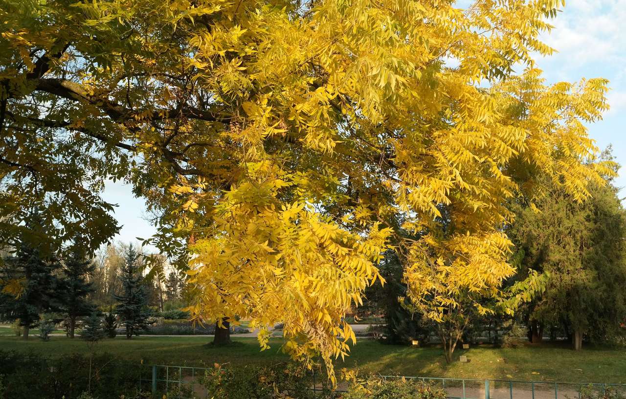 Изображение особи Carya illinoinensis.