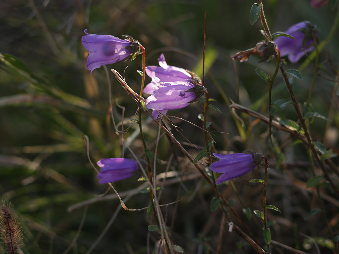 Изображение особи Campanula longistyla.