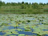 Nuphar lutea. Цветущие растения. Иркутская обл., Усольский р-н, долина р. Китой, старичное озеро. 14.07.2018.