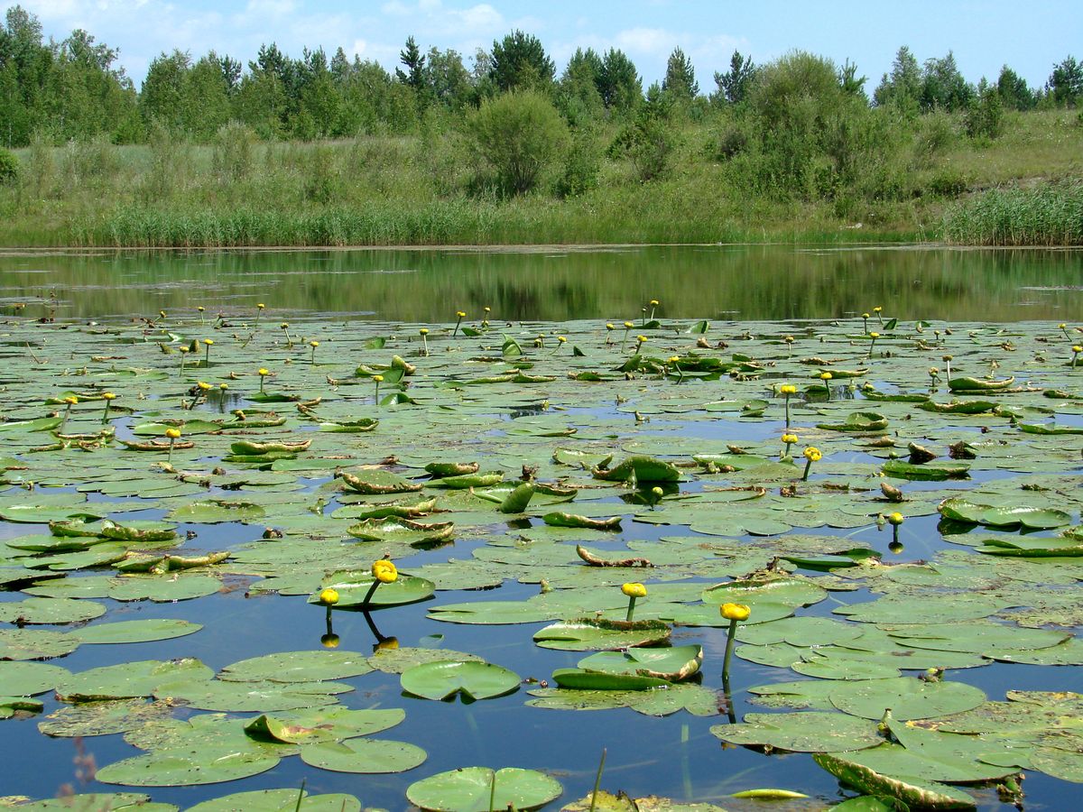 Изображение особи Nuphar lutea.