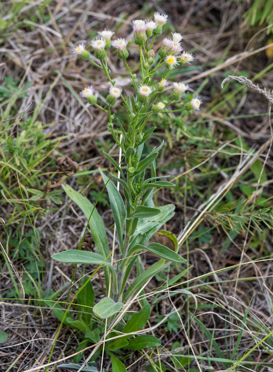 Image of Erigeron acris specimen.