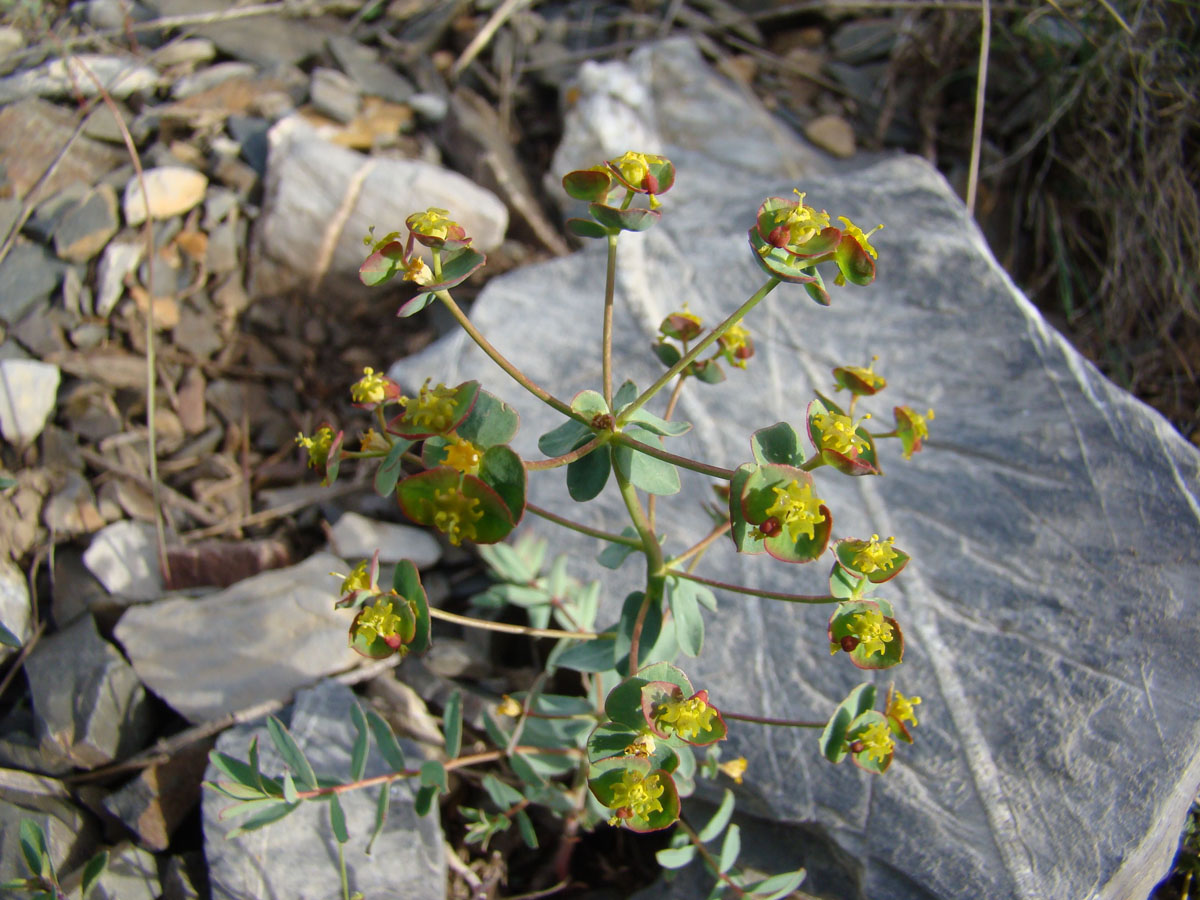 Image of Euphorbia talassica specimen.