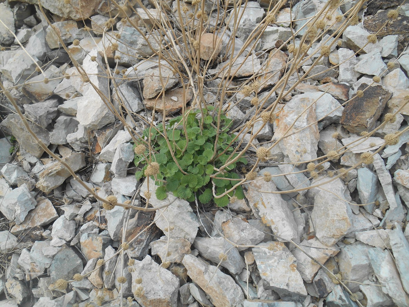 Image of genus Marrubium specimen.