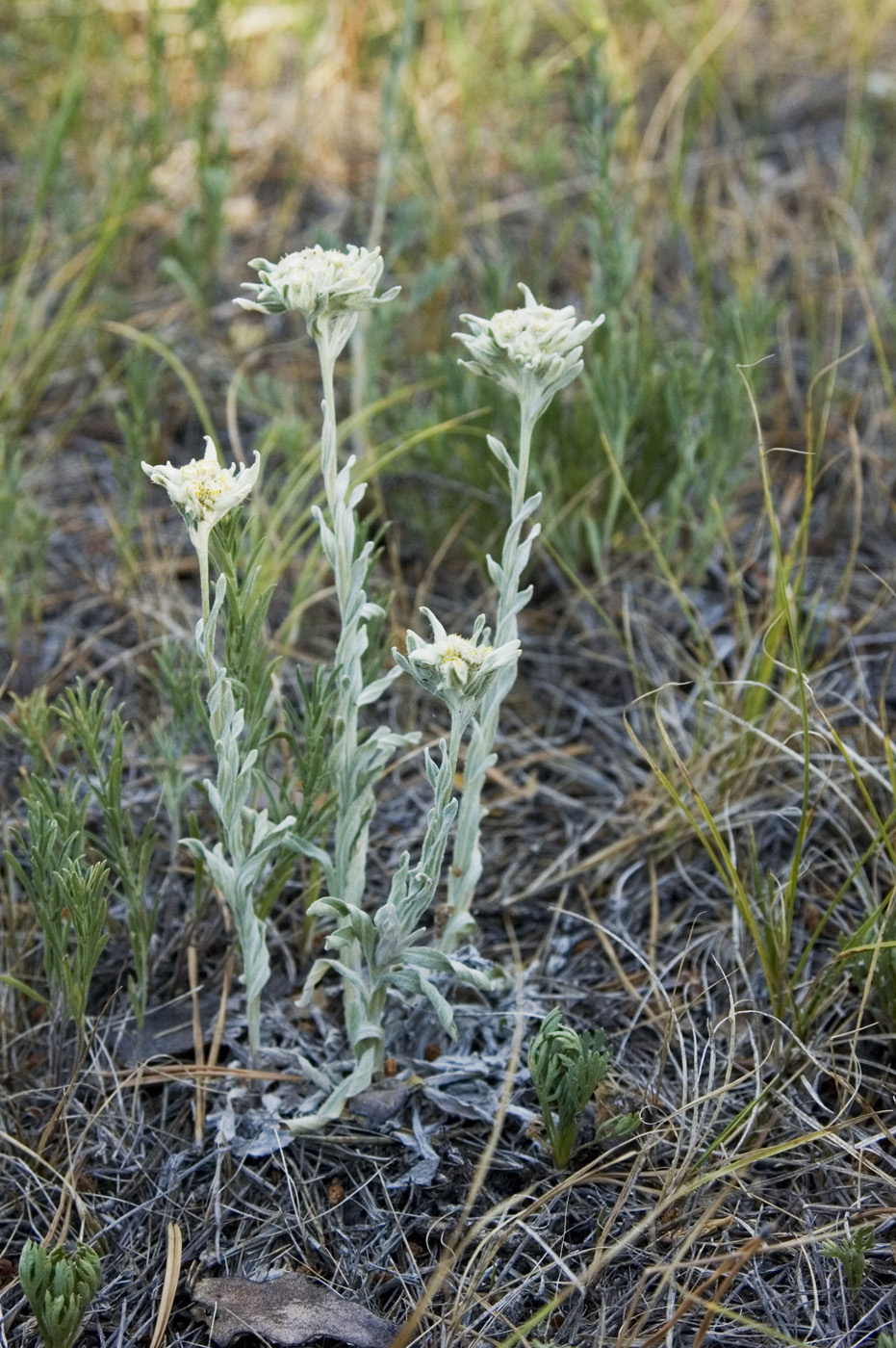 Image of Leontopodium conglobatum specimen.