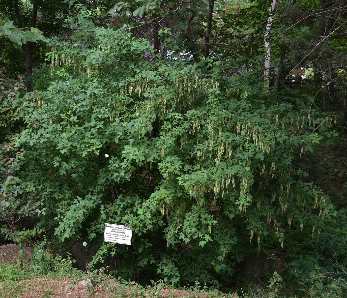 Image of Laburnum anagyroides specimen.