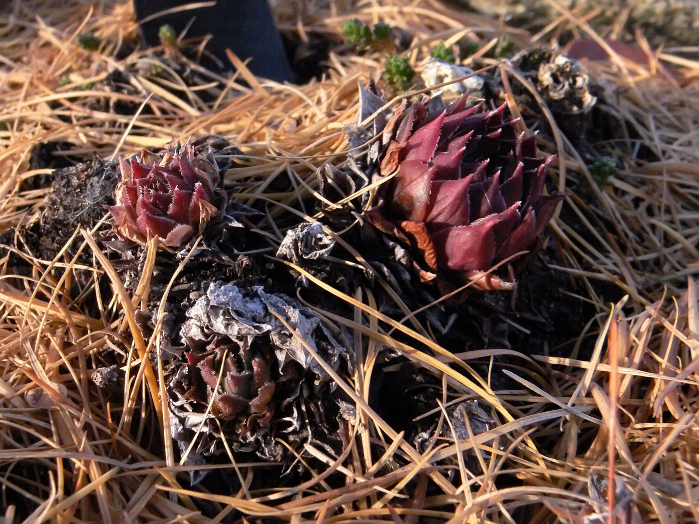 Image of Sempervivum tectorum specimen.