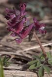 Corydalis solida. Цветущее растение (вариант окраски). Костромская обл., Судиславский р-н, окр. дер. Антипино, долина р. Меза, опушка леса. 03.05.2018.