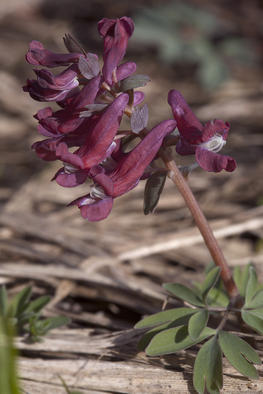 Изображение особи Corydalis solida.