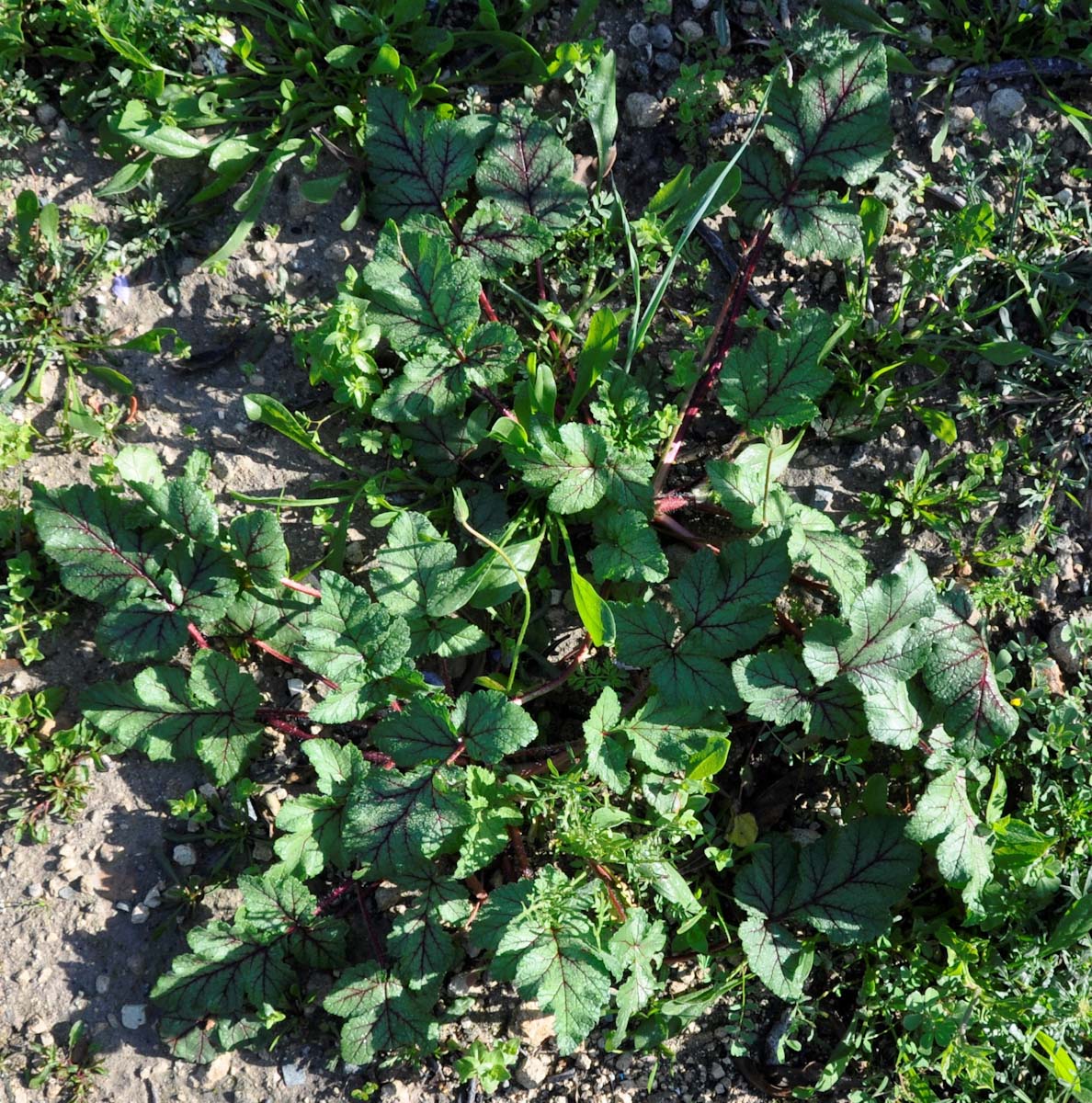 Image of Erodium botrys specimen.