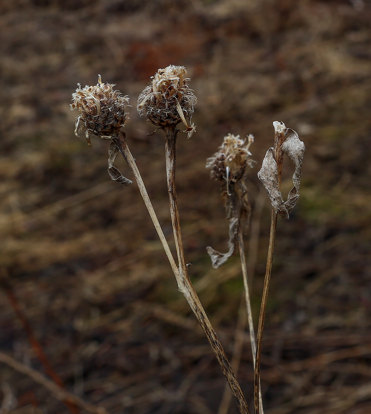 Image of Centaurea pseudophrygia specimen.