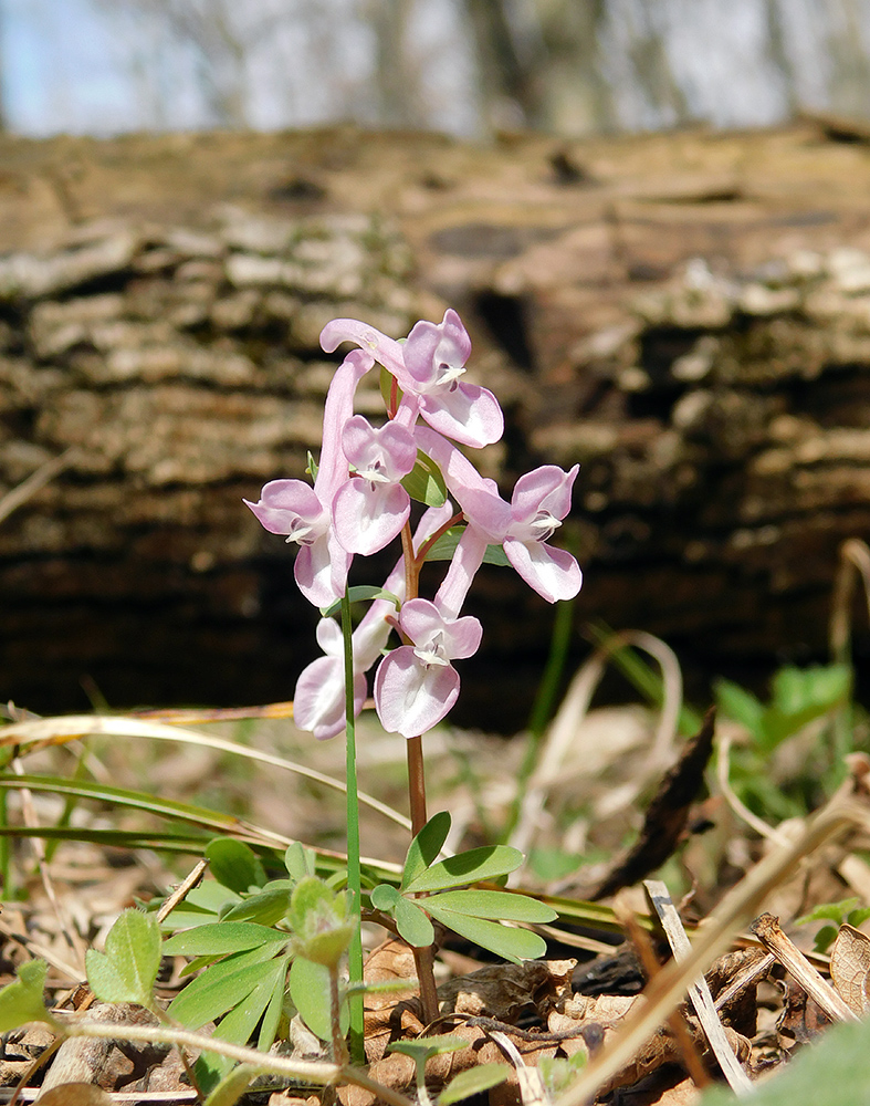 Image of Corydalis caucasica specimen.