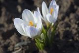 Crocus biflorus