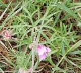 Geranium linearilobum