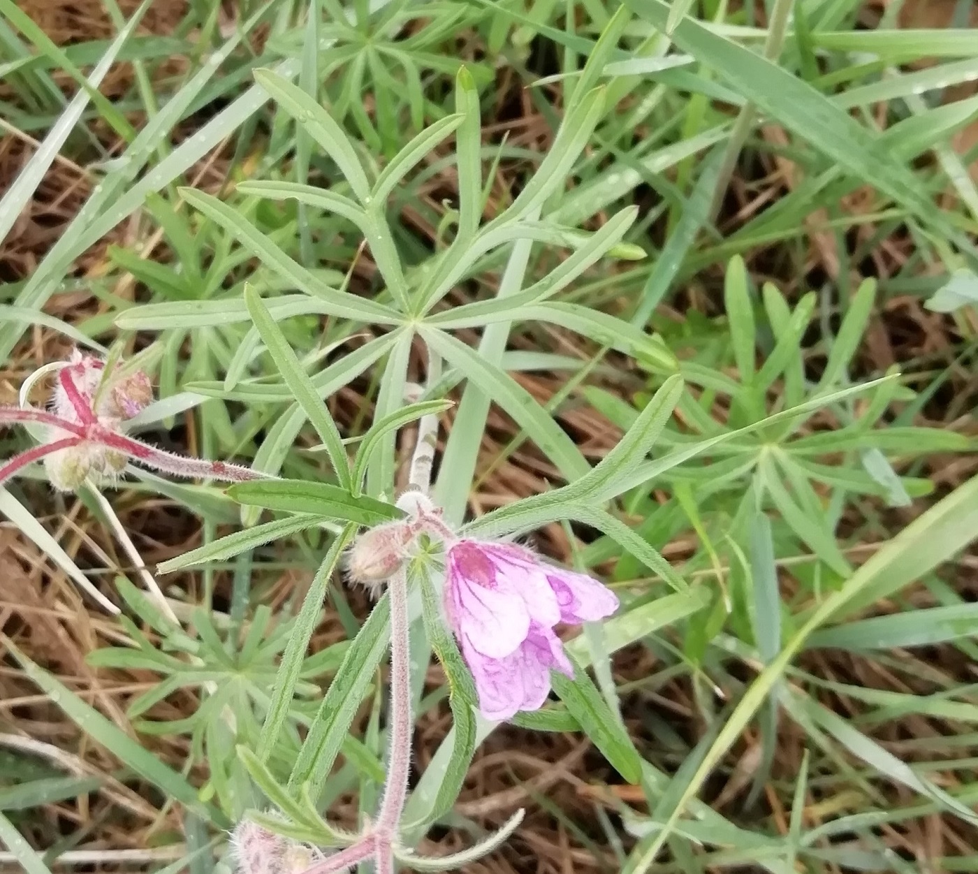 Изображение особи Geranium linearilobum.