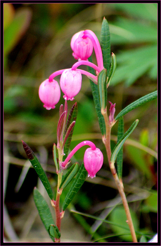 Изображение особи Andromeda polifolia.