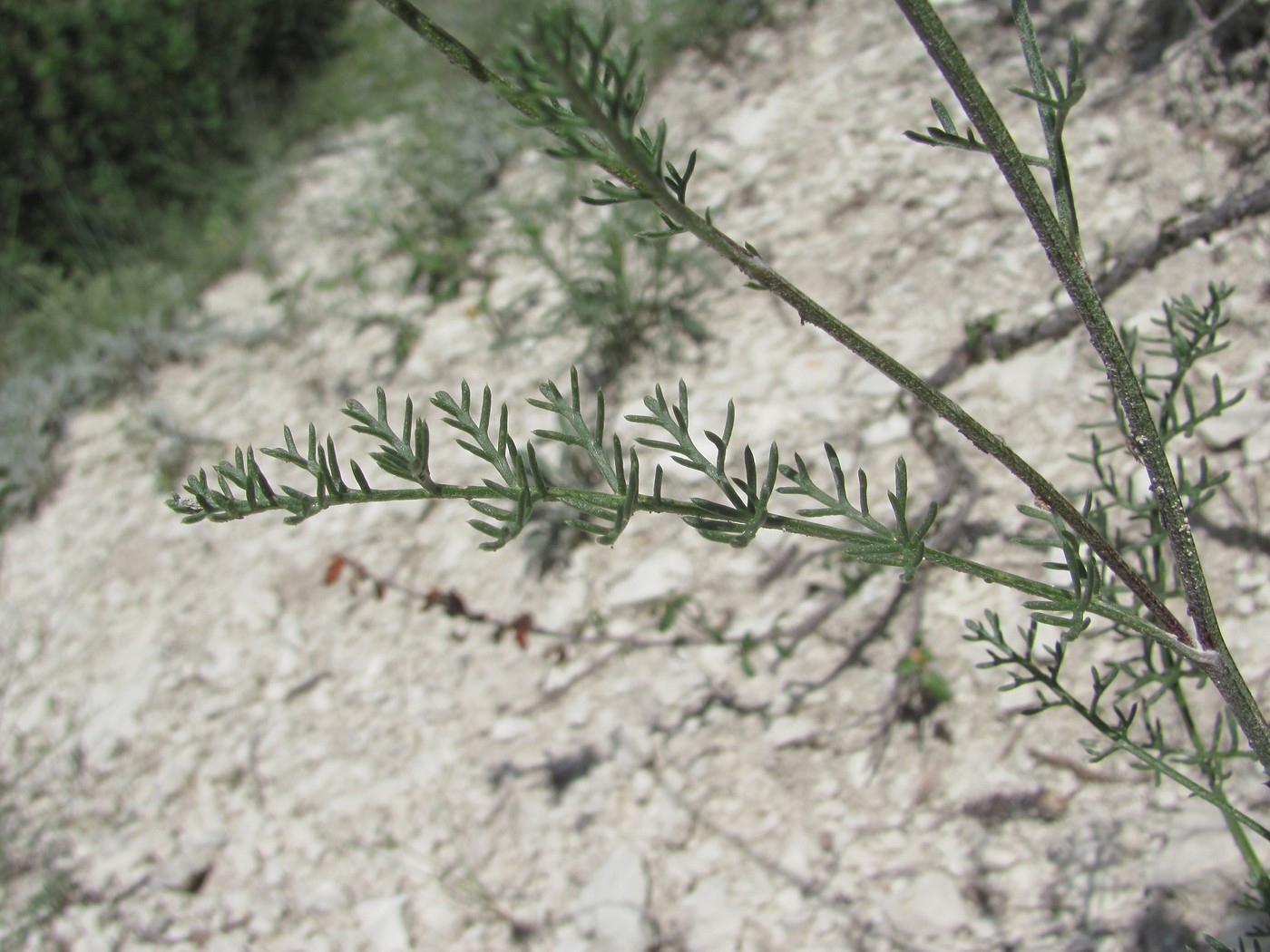 Image of Anthemis fruticulosa specimen.