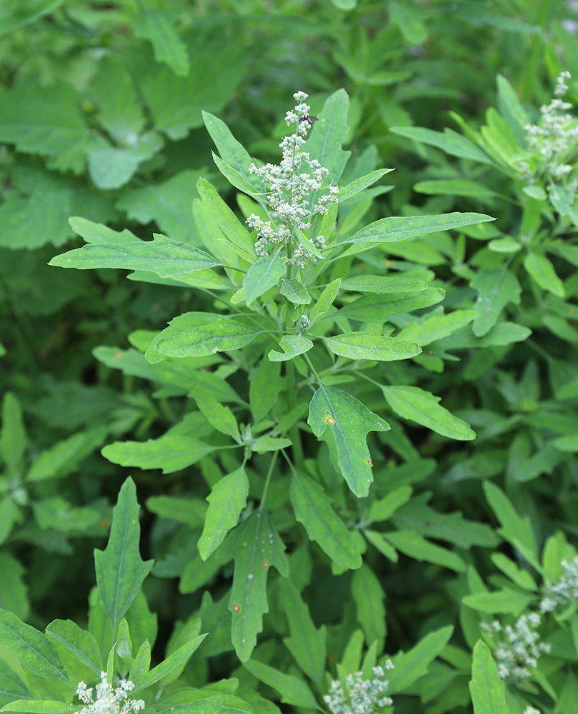 Image of Chenopodium ficifolium specimen.