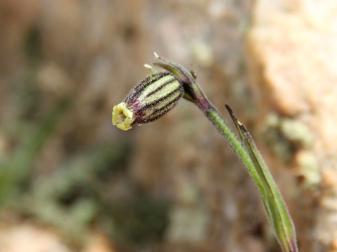 Image of Gastrolychnis gonosperma specimen.