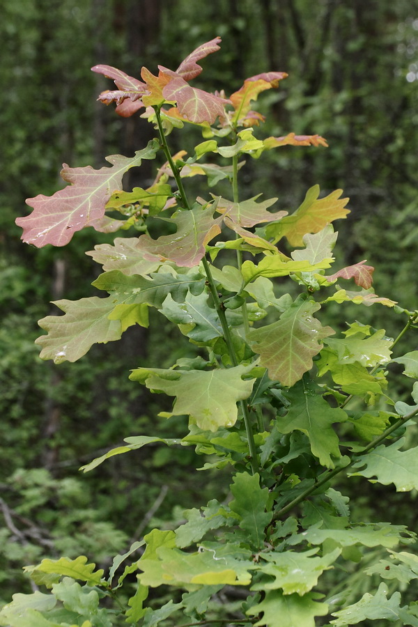 Изображение особи Quercus robur.