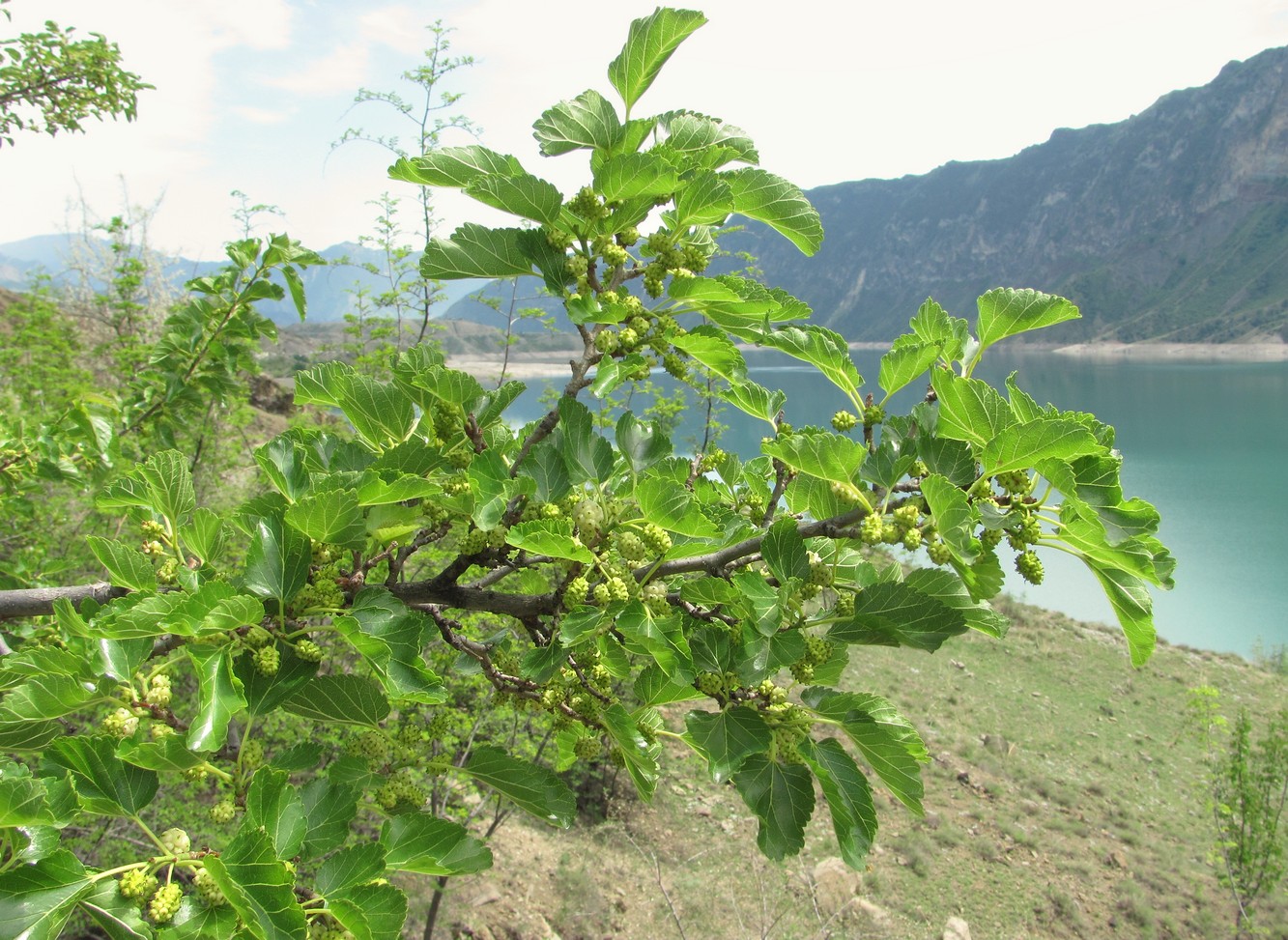 Изображение особи Morus alba.