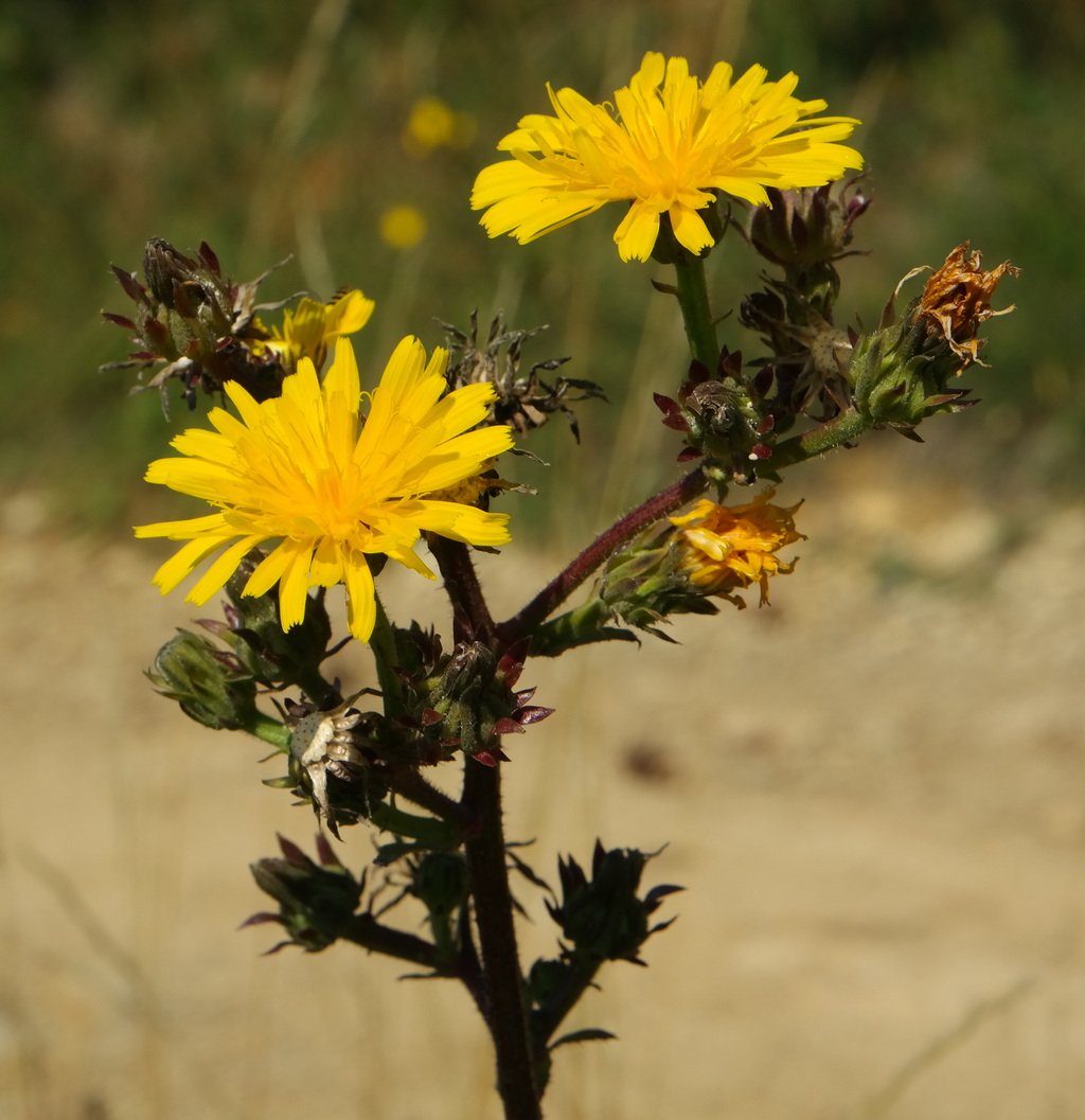 Image of Picris hieracioides specimen.