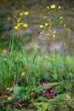 Hieracium murorum