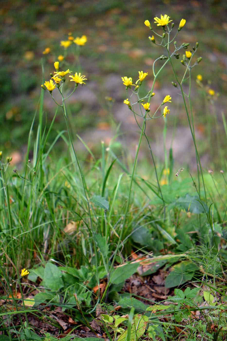 Изображение особи Hieracium murorum.